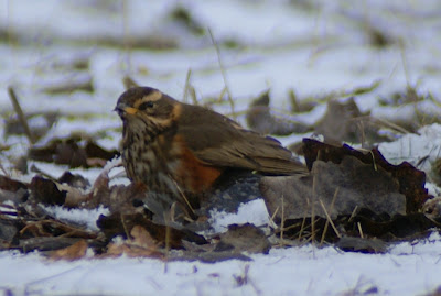 Readwjuk - Koperwiek - Turdus iliacus