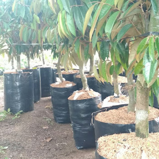 Durian Unggul Cepat Berbuah Durian Montong