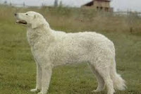 Kuvasz