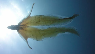 blanket octopus