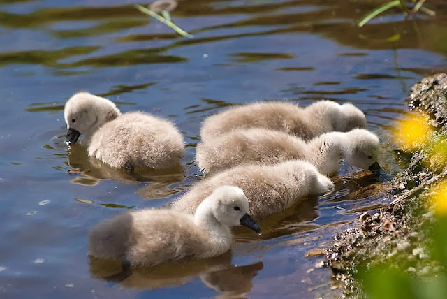 Cute Beautiful Baby Ducks HD Wallpaper Free