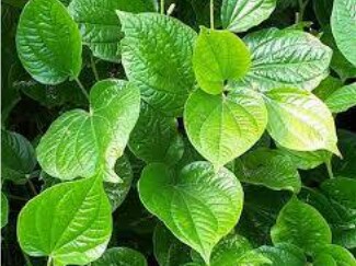 Cara membuat masker dari daun bidara untuk mengatasi kulit kering