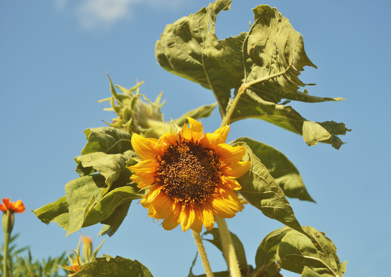 The Flying Clubhouse: August Gold | sunflower