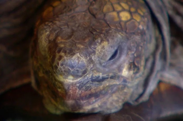 Woman And Her Pet Tortoise Have Been Together For 56 Years