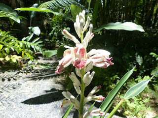 Zingibéracées observées à la Réunion