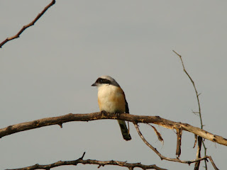 Vellode Baybacked Shrike