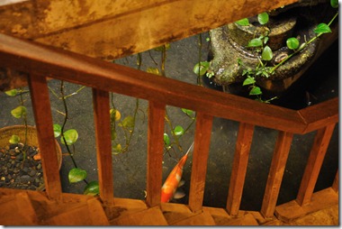 Koi pond in Juifen Old Tea House