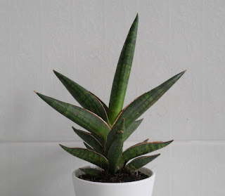 sansevieria-francisii