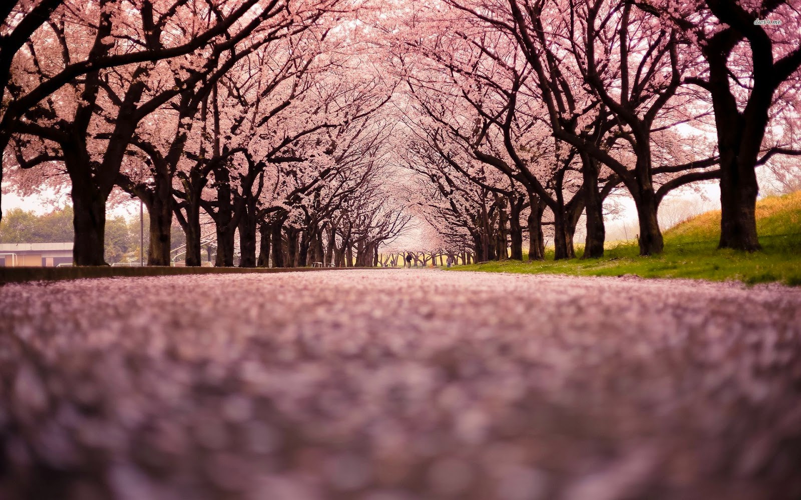 BEST HOLIDAY DESTINATIONS IN APRIL | Cherry trees in bloom Japan