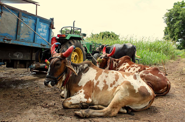 two bulls sitting