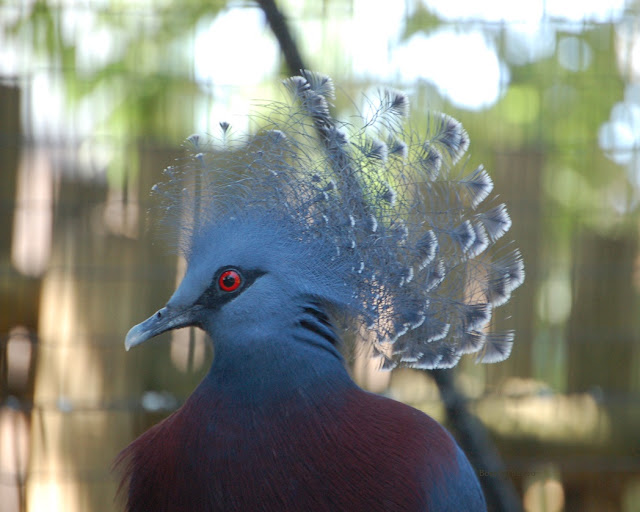 This blue bird has a striking red eye and fancy blue-and-white plumes on its head.
