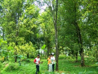  Perkebunan Cengkeh