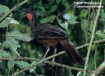 pava granadera Penelope purpurascens