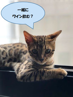 猫もピアノ音楽とイタリアワインが好き