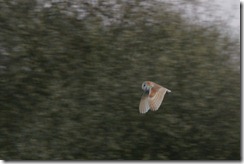 Barn Owl