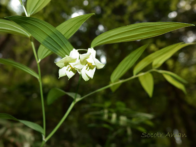 Disporum sessile