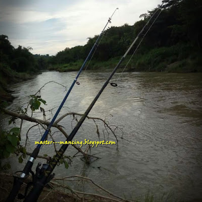 Tempe Busuk Umpan Ampuh dan Jitu, Harus Coba