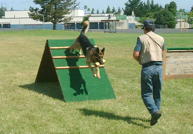 Texas Big German Shepherds | Tips for Household Training for german Shepherds.