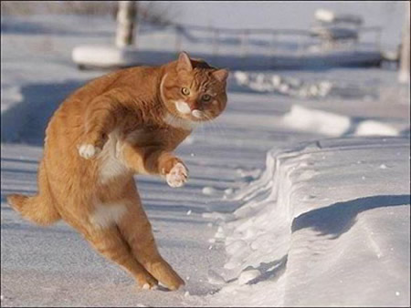 funny cat pics. Funny Dancing Cat