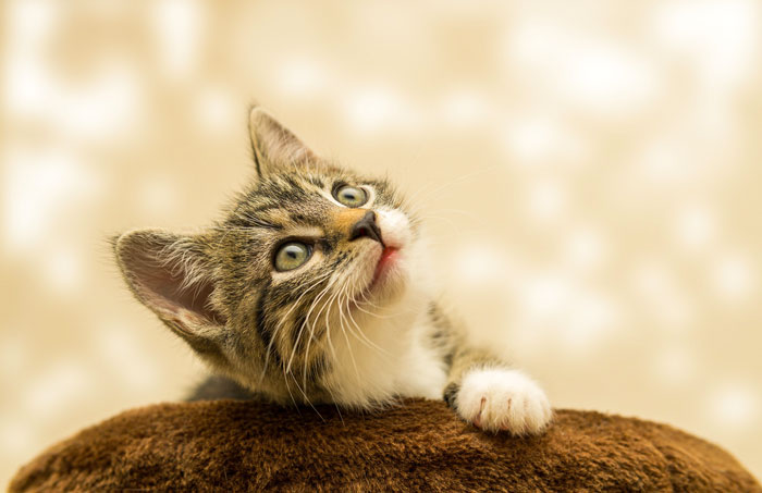 Γάτος από σπίτι ζητά νέα οικογένεια - Γλώσσα Γ' Δημοτικού - by https://idaskalos.blogspot.gr