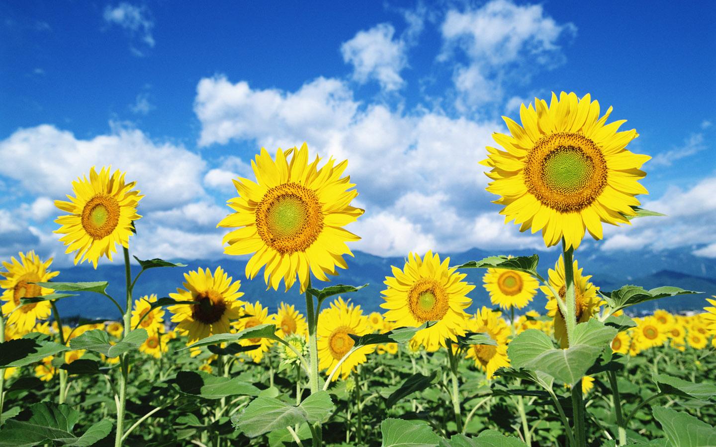 Sunflower Flower Wallpaper