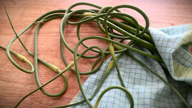 Garlic Scapes