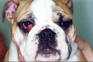 Cherry Eye