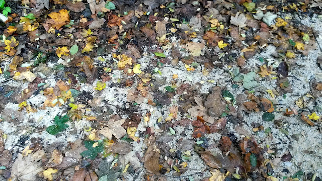 photo of leaves on the ground in autumn, slika jesenjeg lišća