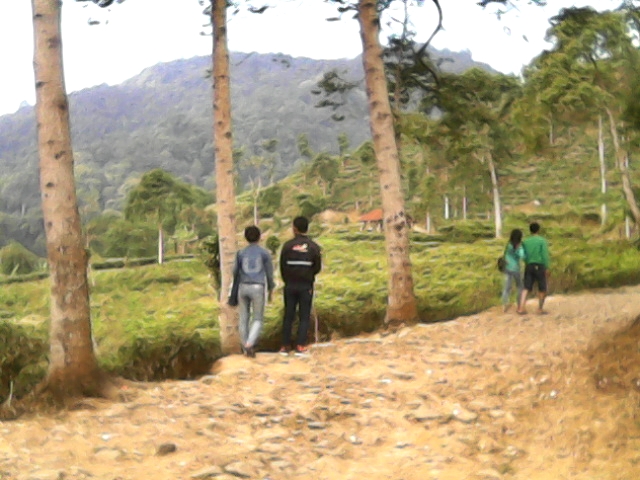 Kebun Teh Medini