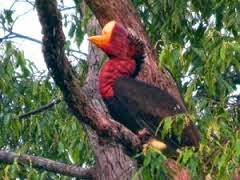 burung langka