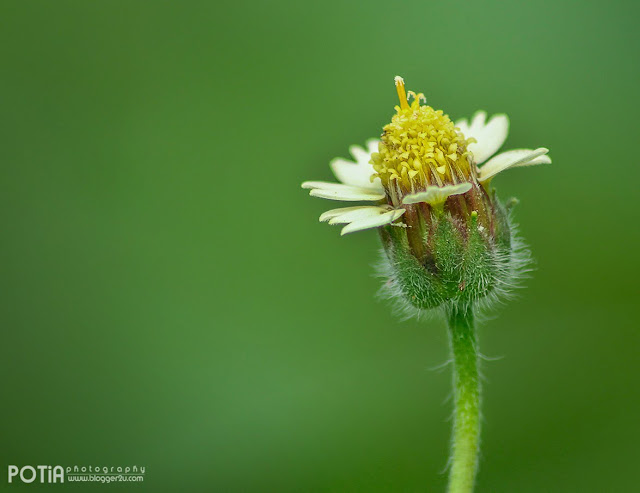 lensa sigma 70-300mm macro