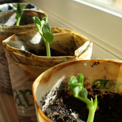 sustainable living find of the day: biodegradable seedling starter pots