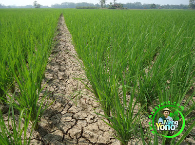 FOTO 1 : Tanaman padi TRISAKTI saya di musim kemarau