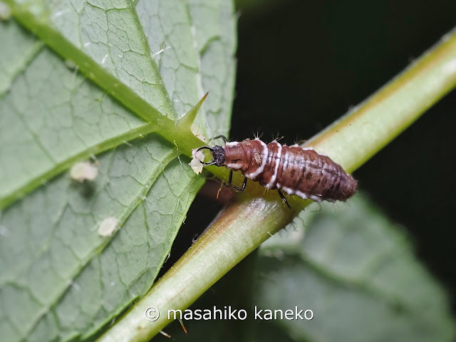 スズキクサカゲロウ　幼虫