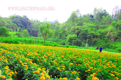 kebun bunga blogspot