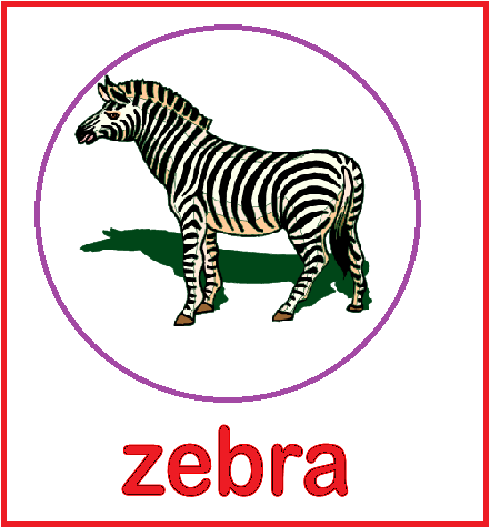 Animal Flashcards - Zebra