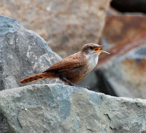 9. singing wren-kab