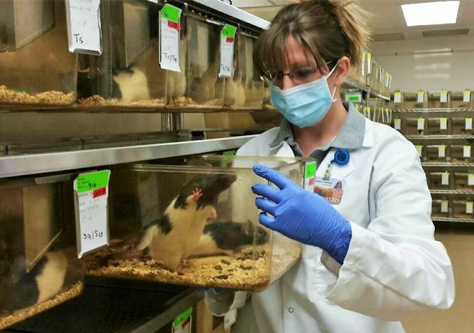 Laboratory Animal Certification for Veterinary Technicians