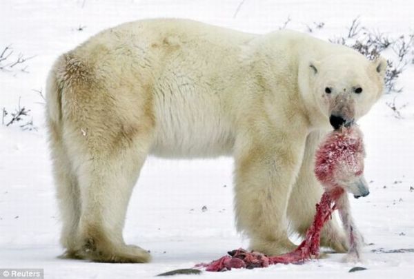 [polar_bear_eats_baby_cub_01.jpg]
