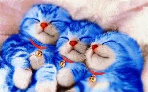 Foto Kucing Lucu, doraemon