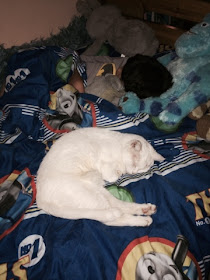 white cat sleeping on big boy's bed with soft toys.