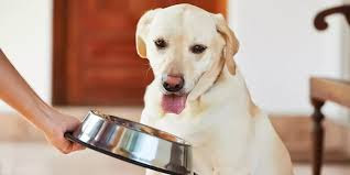 Healthy food for your dog's long life: Here's what you need to know