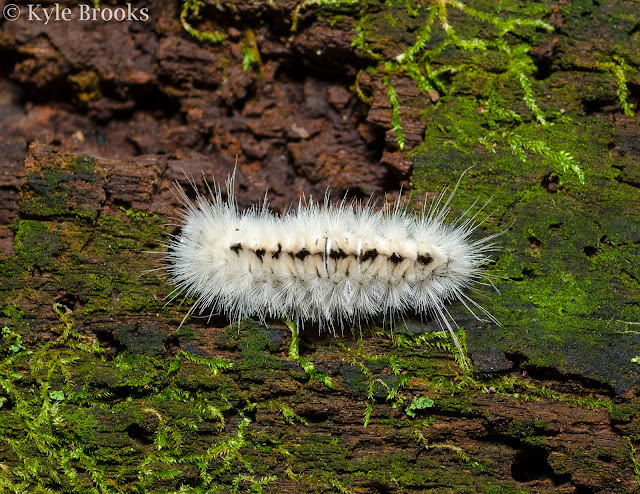 Hickory Tussock Moth caterpillar