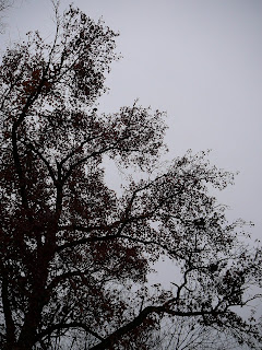 tree and sky