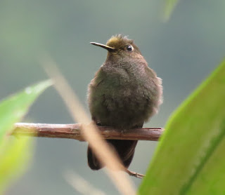 Buff-thighed Puffleg