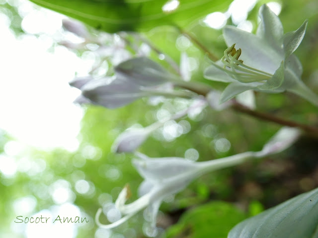 Hosta sieboldiana