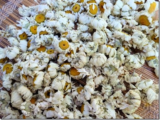 DyersChamomile_dried