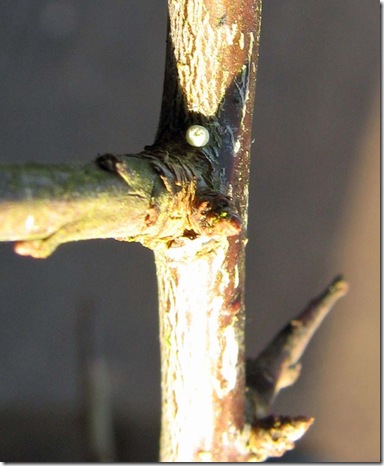 20090117 Stonelink 004