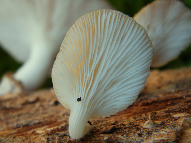 Pleurotus pulmonarius