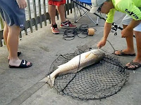 how to catch fish from the pier in Gulf Shores
